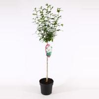 Hibiscus syriacus Speciosus op stam - Stam 60 cm - 9 stuks - thumbnail