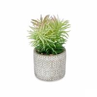 Decoratieve plant Vetplant Hout Plastic 12 x 22 x 12 cm (8 Stuks) - thumbnail