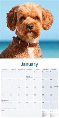 Cavapoo Kalender 2026 Cavapoo Kalender 2026