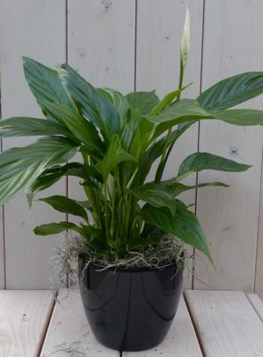 Lepelplant Spathiphyllum zwarte/antraciete pot 40 cm Warentuin Natuurlijk - Warentuin natuurlijk