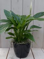 Lepelplant Spathiphyllum zwarte/antraciete pot 40 cm Warentuin Natuurlijk - Warentuin natuurlijk - thumbnail