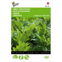 Lavas, Maggiplant - thumbnail