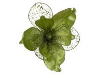 Magnolia op clip 26 cm pistache - thumbnail