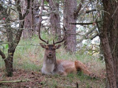 Liggend hert in bos 70x50cm Tuinschilderij Customize-it - Customize it Liggend hert in bos 70x50cm Tuinschilderij Customize-it - Customize it