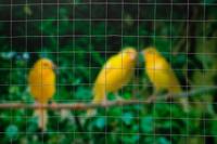 Nature gaas vierkant 0,5x5 m 13 mm gegalvaniseerd staal - thumbnail