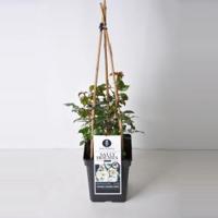 Tros klimroos (rosa "Sally Holmes"®) - thumbnail