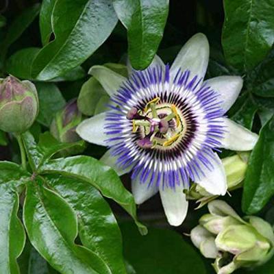 Passiflora Coerulea zaden Passion Blue passiebloem