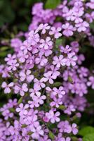 Zeepkruid - thumbnail