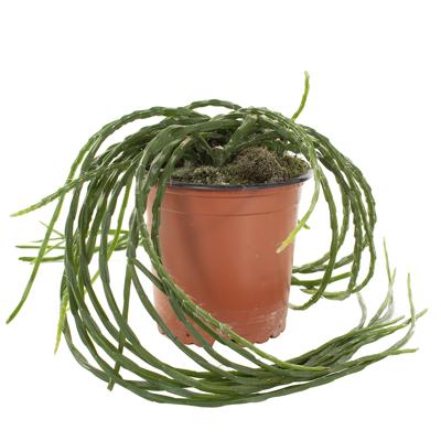 Rhipsalis Paradoxa - P 11 cm