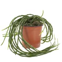 Rhipsalis Paradoxa - P 11 cm - thumbnail