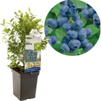 Vaccinium corymbosum 'Jorma' (Bosbes) fruitplant 60cm - thumbnail