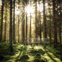 Schilderij - Naaldhouten bos ,Groen bruin wit , 3 maten , Premium print - thumbnail