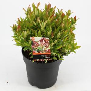 Druifheide (Leucothoe “Zeblid”) heester - 25-30 cm - 9 stuks
