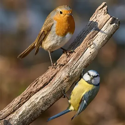 Alexsar Art Tuinschilderij robbi & kool 70x70cm