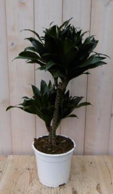Drakenbloedboom Dracaena Compacta 60 cm kamerplant Warentuin Natuurlijk - Warentuin natuurlijk Drakenbloedboom Dracaena Compacta 60 cm kamerplant Warentuin Natuurlijk - Warentuin natuurlijk
