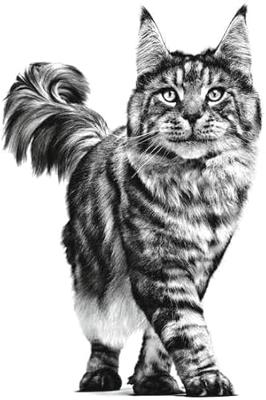 Royal Canin Cat Mobility Dry 2kg - thumbnail
