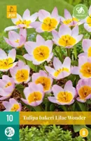 Tulp bakeri lilac wonder 10 bollen - thumbnail