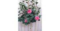 Camelia roze op stam 120 cm Warentuin Natuurlijk - Warentuin natuurlijk - thumbnail