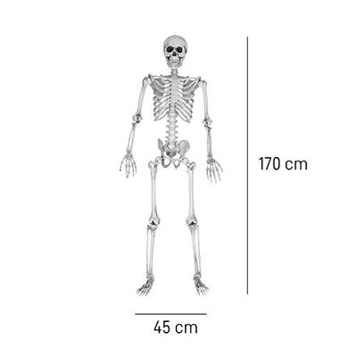 Human Size Skelet 170cm - Levensecht - Buigbaar - ABS - Halloween Decoratie