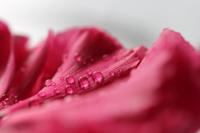 Canon EF 100mm F/2.8L USM IS Macro - thumbnail