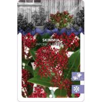 Skimmia (Skimmia Japonica “Rubella”) heester - 50-60 cm (C15) - 4 stuks - thumbnail