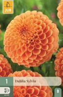 Dahlia Sylvia - thumbnail