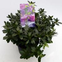 Rododendron (Rhododendron Japonica "Konigstein") heester - 30-35 cm - 1 stuks - thumbnail