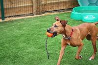 HAPPY PET ATOMIC BAL AAN TOUW ASSORTI 35X7X7 CM - thumbnail