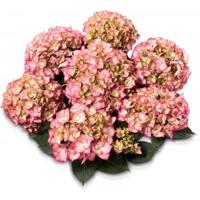 Hydrangea Macrophylla Classic® "Adula Pink"® boerenhortensia - thumbnail