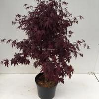 Japanse esdoorn (Acer palmatum "Bloodgood") heester - 80+ - 1 stuks - thumbnail