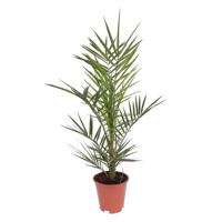 Canarische Dadelpalm (Phoenix Canariensis) - P 19 cm - thumbnail