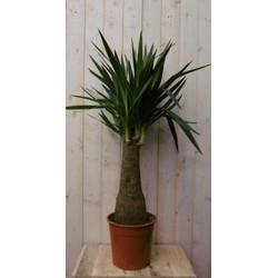 Palmlelie Yucca Elephantipes potmaat 22 cm H90-110 cm 1 dikke stam kamerplant Warentuin Natuurlijk - Warentuin natuurlijk Palmlelie Yucca Elephantipes potmaat 22 cm H90-110 cm 1 dikke stam kamerplant Warentuin Natuurlijk - Warentuin natuurlijk