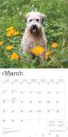 Softcoated Wheaten Terrier Kalender 2026 - thumbnail
