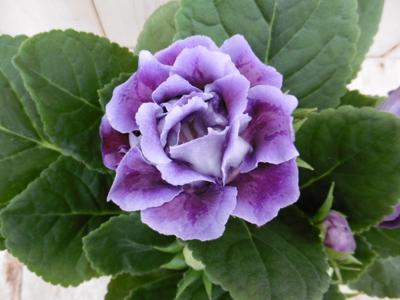 Gloxinia paars kamerplant Warentuin Natuurlijk - Warentuin natuurlijk