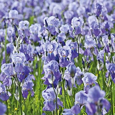 Weleda Iris Regenererende Nachtcrème