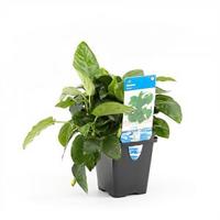Anubias barteri nana - aquarium plant - thumbnail