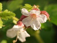 Ooievaarsbek - thumbnail