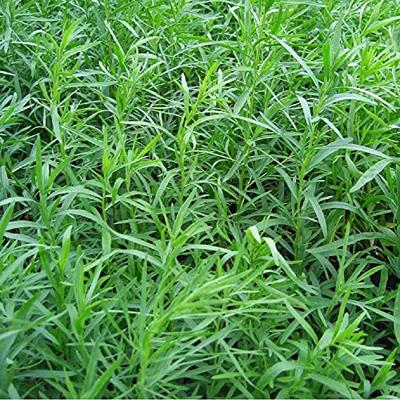 Dragon zaden Artemisia Dracunculus