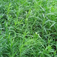 Dragon zaden Artemisia Dracunculus - thumbnail