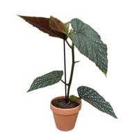 Begonia Corallina - Angel Wing - P12 - thumbnail