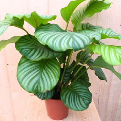 Calathea Orbifolia Pauwenplant groot groen blad met strepen 60 cm kamerplant Warentuin Natuurlijk - Warentuin natuurlijk