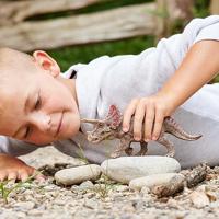 Schleich dinosaurs triceratops 15000 - thumbnail