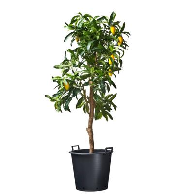 Nature Container ritzi afwatering+handgreep 85l