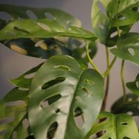 Monstera Adansonii Kunstplant 30cm - thumbnail