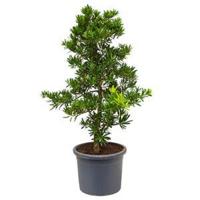 Podocarpus latifolius bush bonsai kamerplant - thumbnail