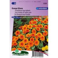 Goudsbloem lage dubbele bloemzaden - Orange Gitana - thumbnail