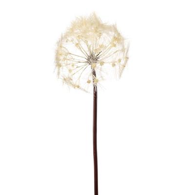 Dandelion Dandelion