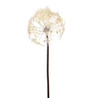 Dandelion - thumbnail