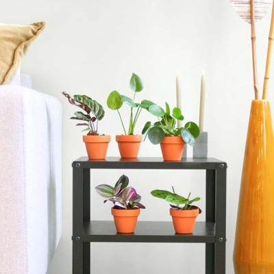 Mini Urban Jungle Box (5 stuks) Mini Urban Jungle Box (5 stuks)