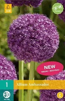Allium ambassador 1 bol Allium ambassador 1 bol
